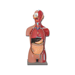 TORSO MUSCOLARE DUAL SEX APERTO DIETRO - 28 parti